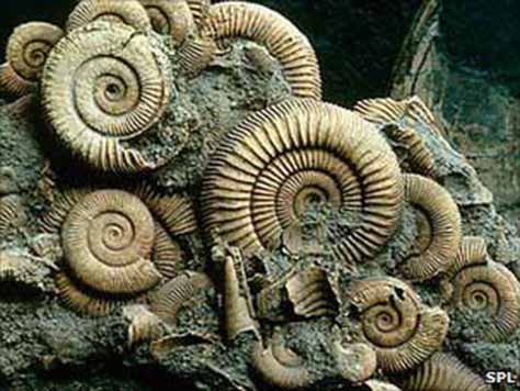 ammonites